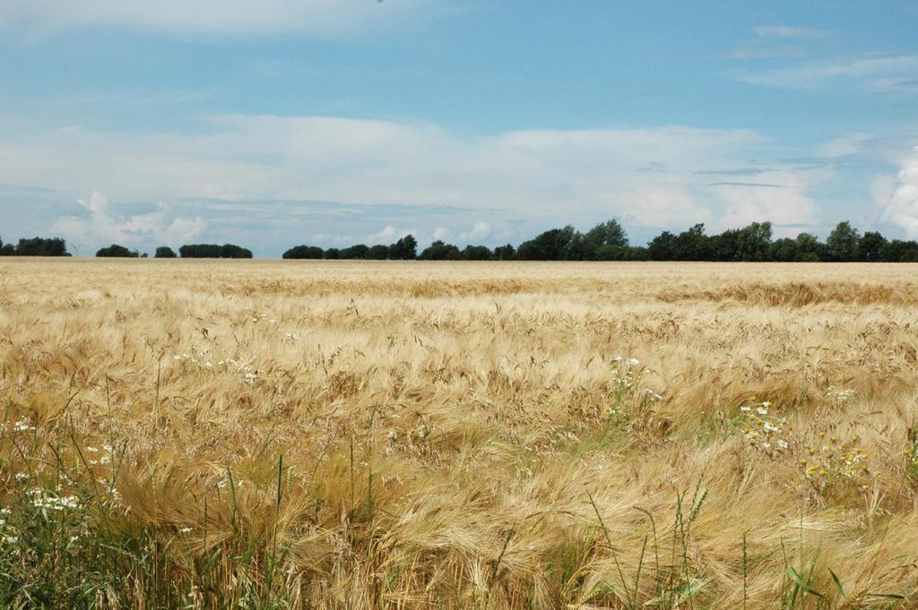 Wildt Petersdorf auf Fehmarn